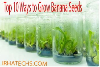 GROWING BANANA SEEDS IN GLASSS JARS